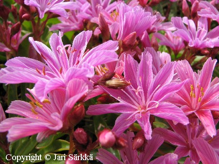  Lewisia Longipetala-Ryhm 'Little Plum'